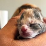 How to leave newborn kittens without a cat: what to feed and how often, what care is required, at what age to introduce complementary foods