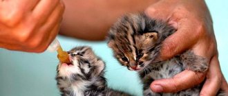 How to feed a kitten without a cat