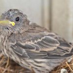 how to feed a sparrow chick