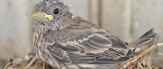 how to feed a sparrow chick