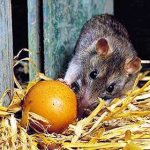 How to remove rats from a chicken coop without risk to the birds: traditional methods, ultrasound, poisons