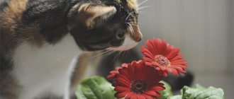 How to protect flowers from a cat - ZdavNews