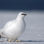 How does the white partridge live and reproduce?