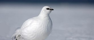 How does the white partridge live and reproduce?