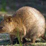 How does Quokka the kangaroo live, who always smiles?