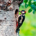 What types of woodpeckers are there?