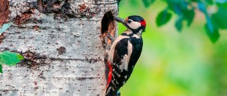 What types of woodpeckers are there?