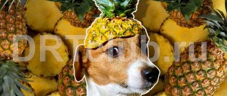 What fruits can a dog eat?