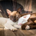 Which cat breeds are friendly?