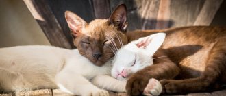 Which cat breeds are friendly?