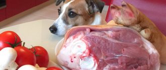 What meat to feed your dog