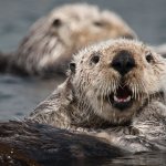 sea ​​otter muzzle close up