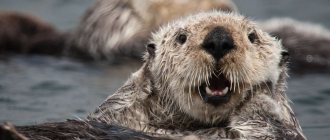 sea ​​otter muzzle close up