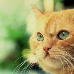 calcivirus in cats