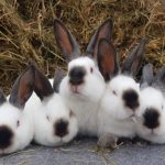 California rabbits