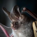 California leaf-nosed bat