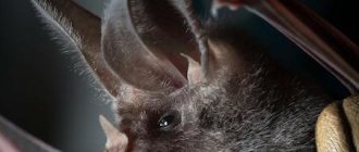 California leaf-nosed bat