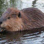 Канадский бобр, в воде, грызун, млекопитающее