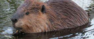 Canadian beaver, in water, rodent, mammal