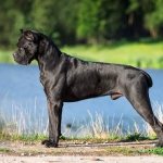 Cane Corso-dog-Description-features-types-care-maintenance-and-price-breed-Cane-Corso-2