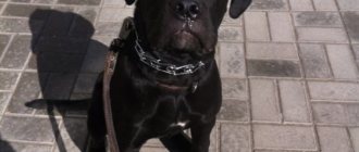 Cane Corso in his youth