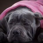 Cane Corso