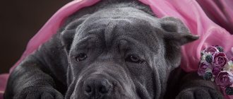 Cane Corso