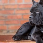 Cane Corso