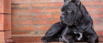 Cane Corso