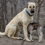 Kangal and baby goat