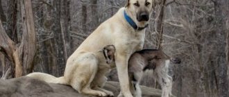 Kangal and baby goat