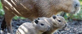 The domestic capybara is the largest rodent in the world