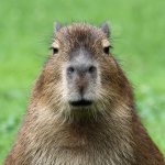 Capybara description