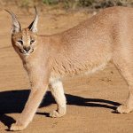 caracal