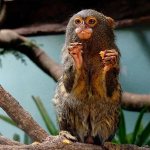 Pygmy marmoset