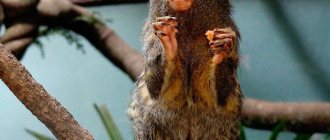 Pygmy marmoset