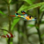 Dwarf guppies