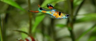 Dwarf guppies