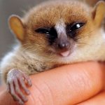 Dwarf lemurs (lat. Сheirogaleidae)