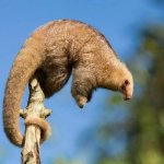 pygmy anteater