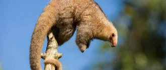 pygmy anteater