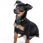 Miniature Pinscher