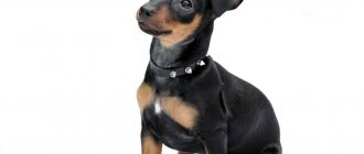 Miniature Pinscher