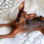 Miniature Pinscher or Miniature Pinscher: description of the breed, reviews