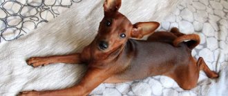 Miniature Pinscher or Miniature Pinscher: description of the breed, reviews