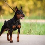 Miniature Pinscher - The smallest dogs in the world