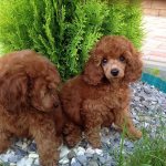 miniature poodle