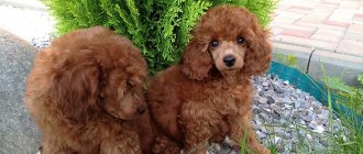 miniature poodle