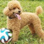 Miniature-poodle-dog-Description-features-character-care-and-price-of-breed-10