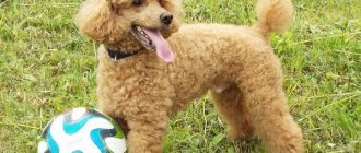 Miniature-poodle-dog-Description-features-character-care-and-price-of-breed-10